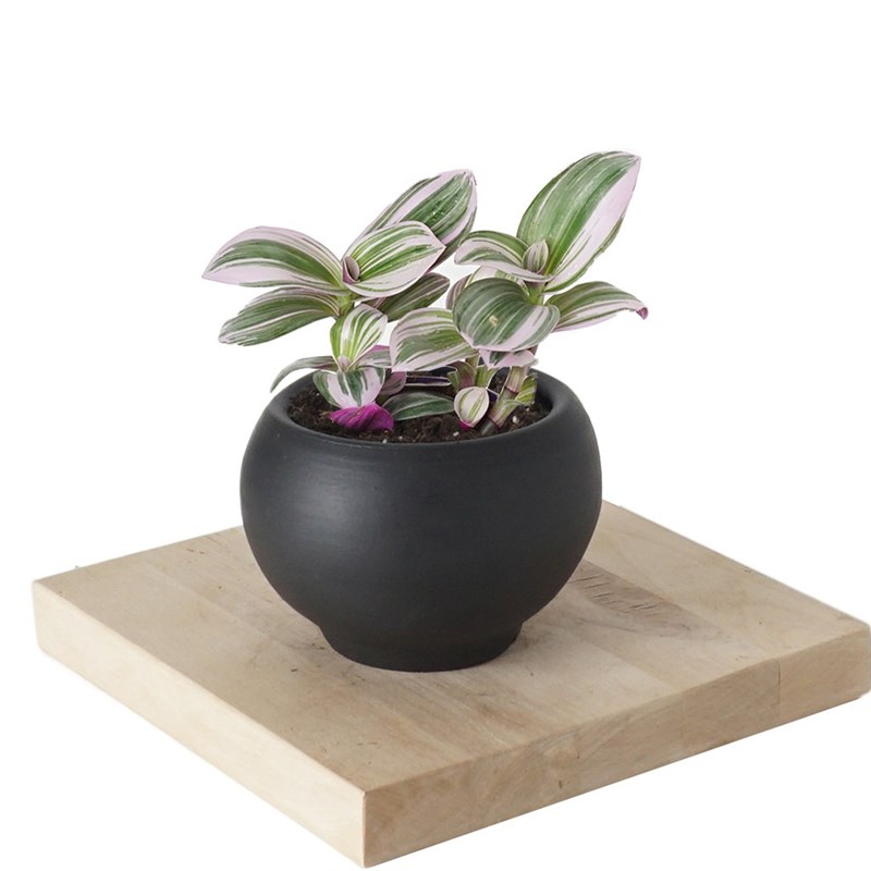 Tradescantia Nanouk (Pembe Telgraf Çiçeği)