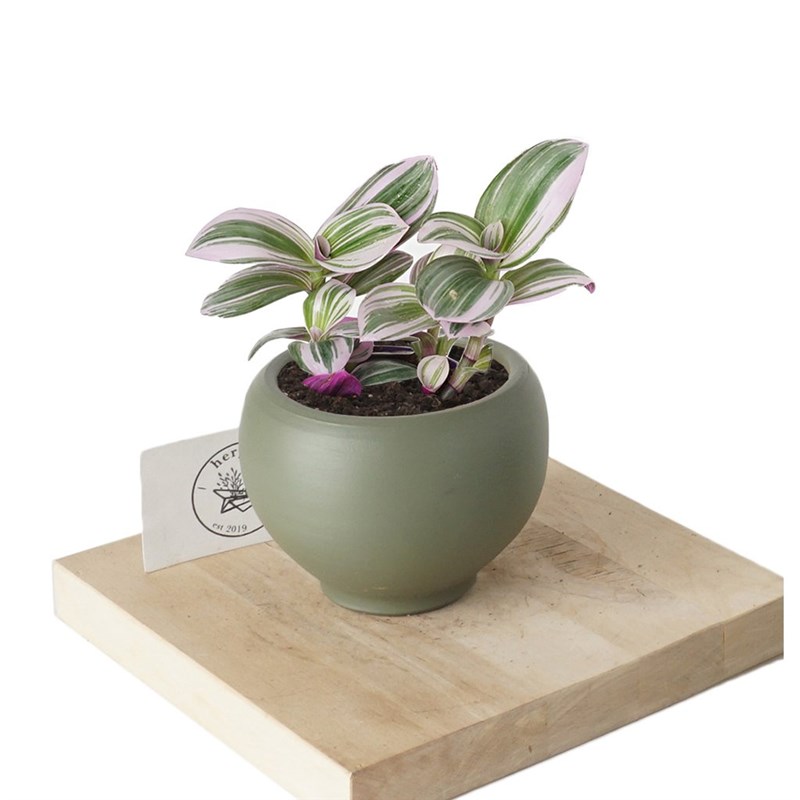 Tradescantia Nanouk (Pembe Telgraf Çiçeği)