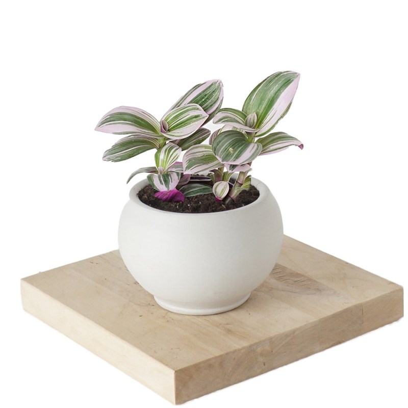 Tradescantia Nanouk (Pembe Telgraf Çiçeği)