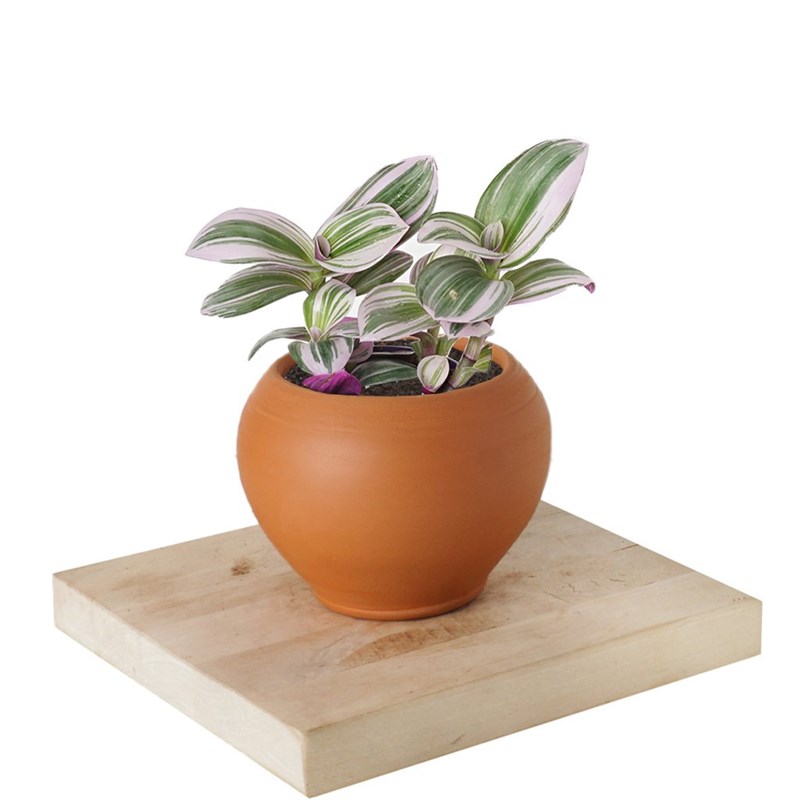 Tradescantia Nanouk (Pembe Telgraf Çiçeği)
