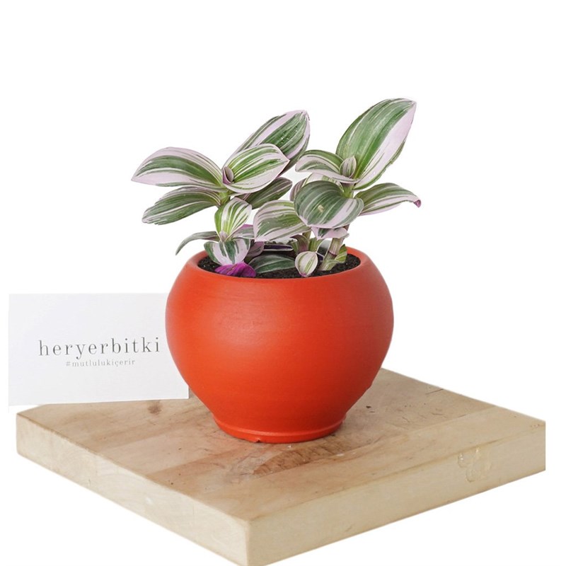 Tradescantia Nanouk (Pembe Telgraf Çiçeği)