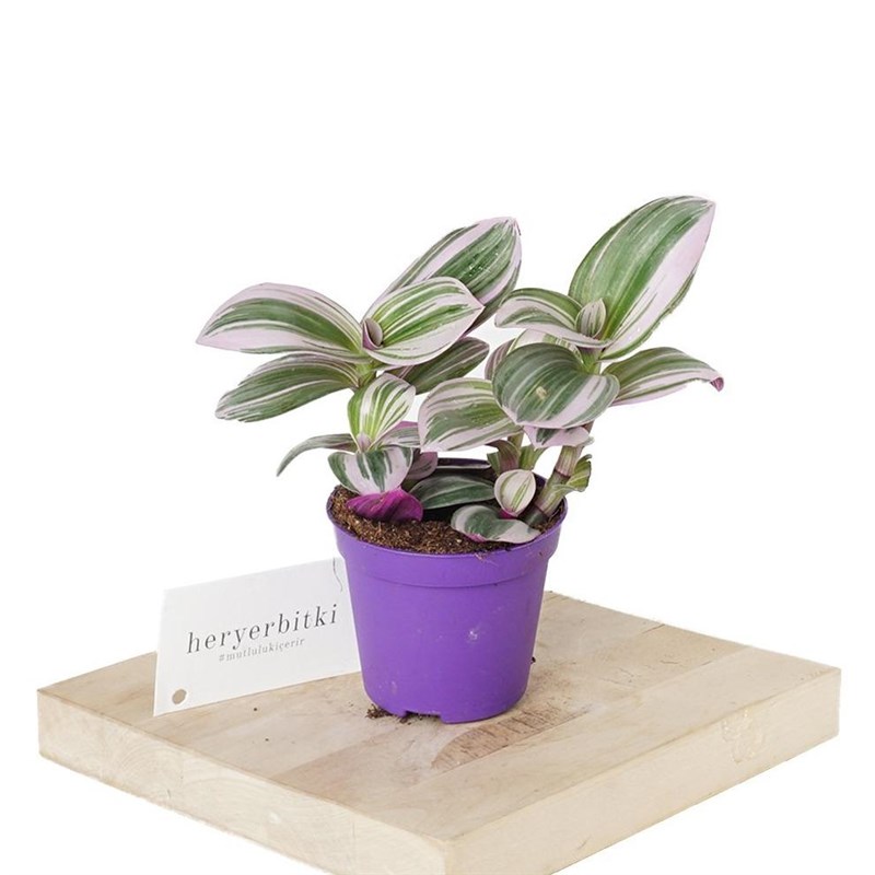 Tradescantia Nanouk (Pembe Telgraf Çiçeği)