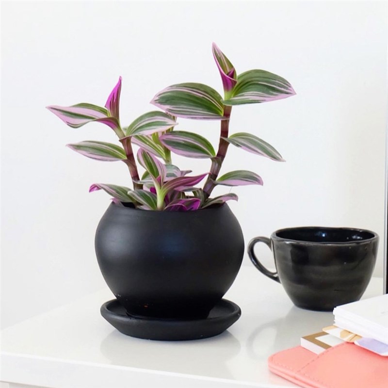 Tradescantia Nanouk (Pembe Telgraf Çiçeği)