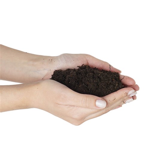 Green Leafy Plant Soil