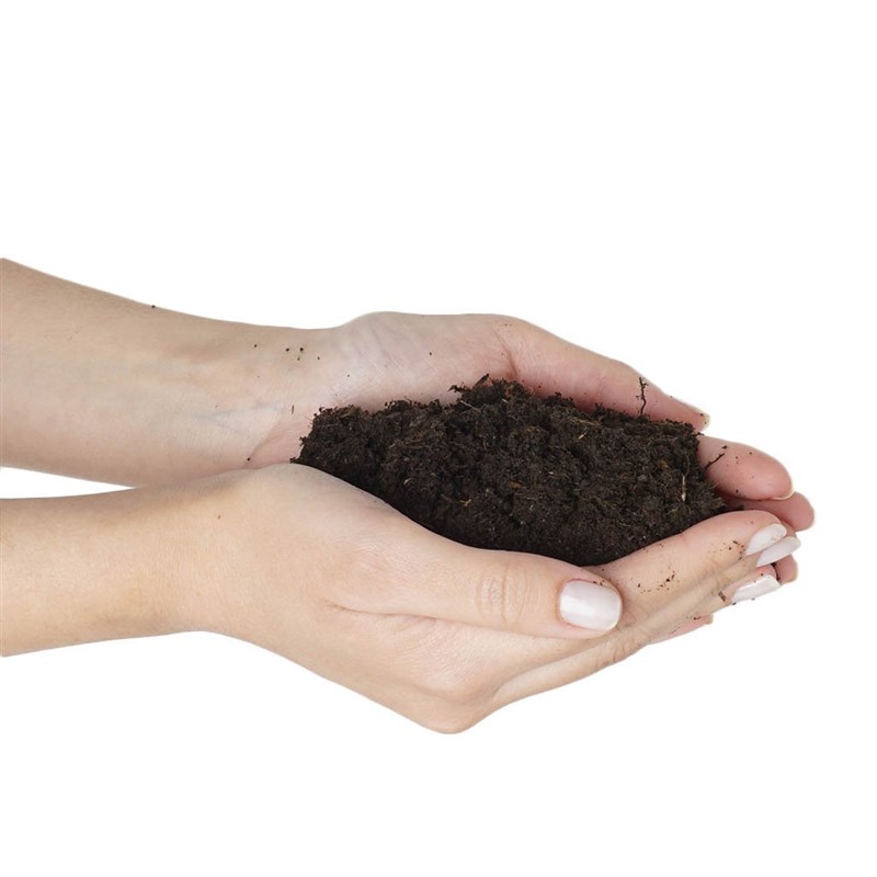 Green Leafy Plant Soil