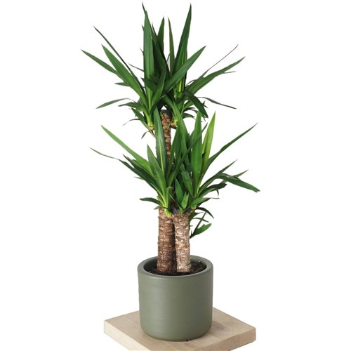 Yucca (Yuka Ağacı 3 Gövdeli)