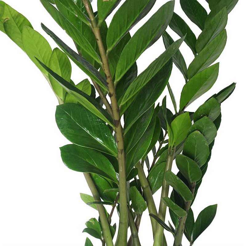Zamioculcas Zz Plant Large (Zamia Bitkisi)