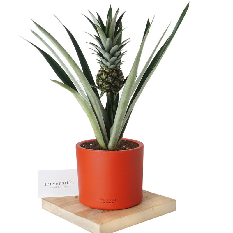 Pineapple Plant (Ananas Bitkisi)