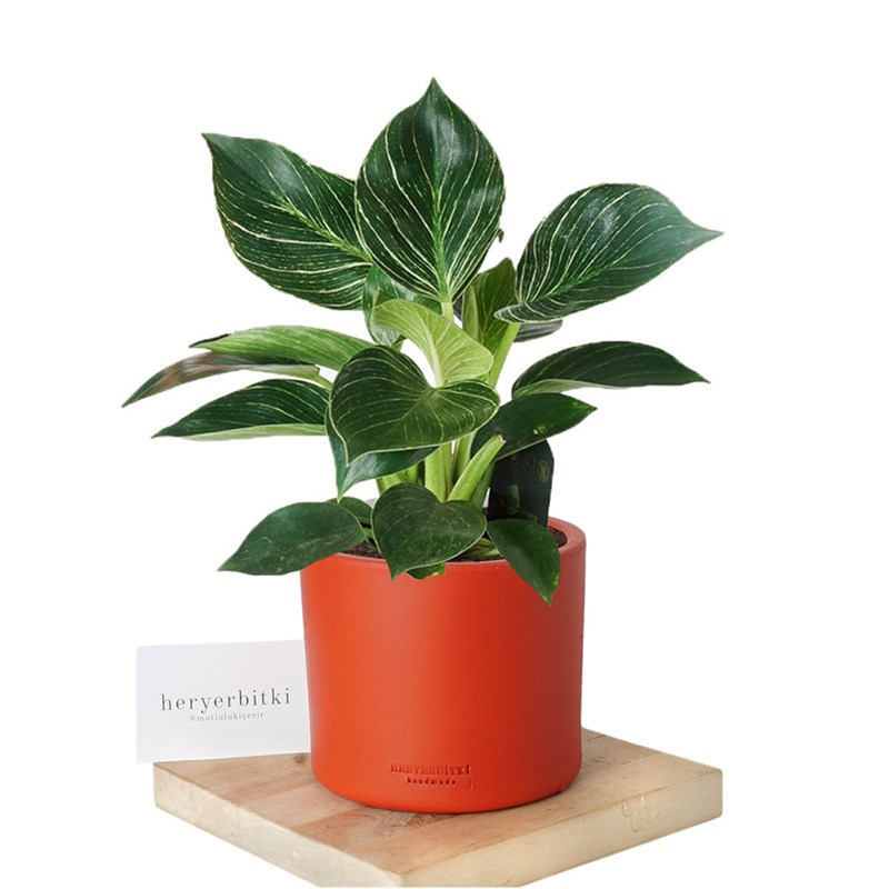 philodendron amplissimum Epipremnum - Amplissimum - Variegated