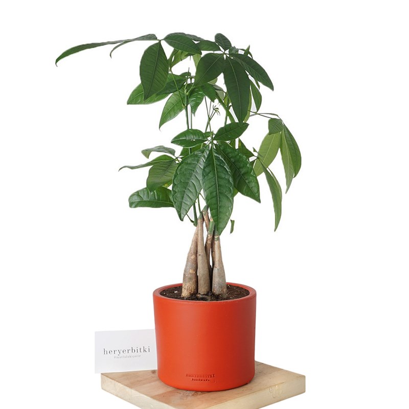Pachira Aquatica (Para Ağacı Bitkisi) 30 cm