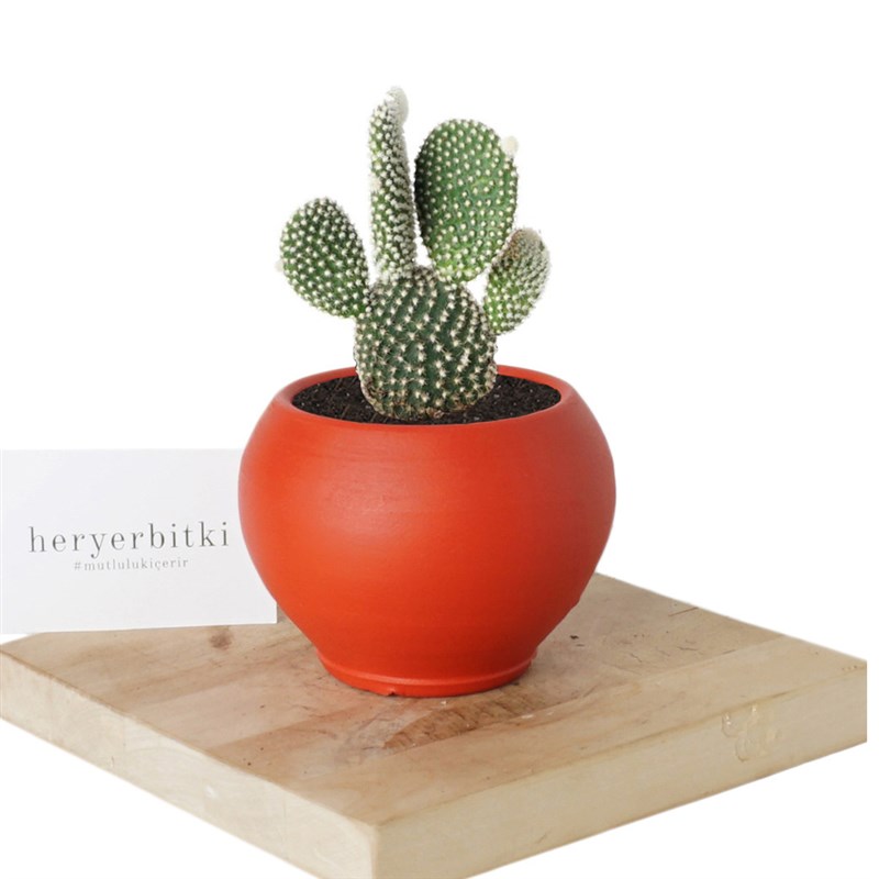 Opuntia Microdasys (Tavşan Kulağı Kaktüs)