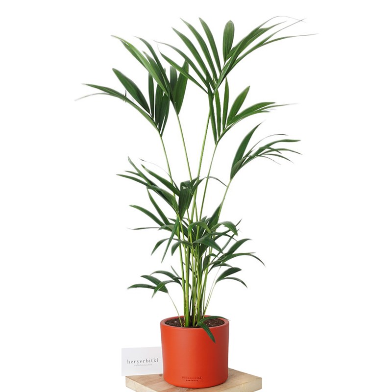 Howea Forsteriana (Kentia Palmiyesi) 130-150cm