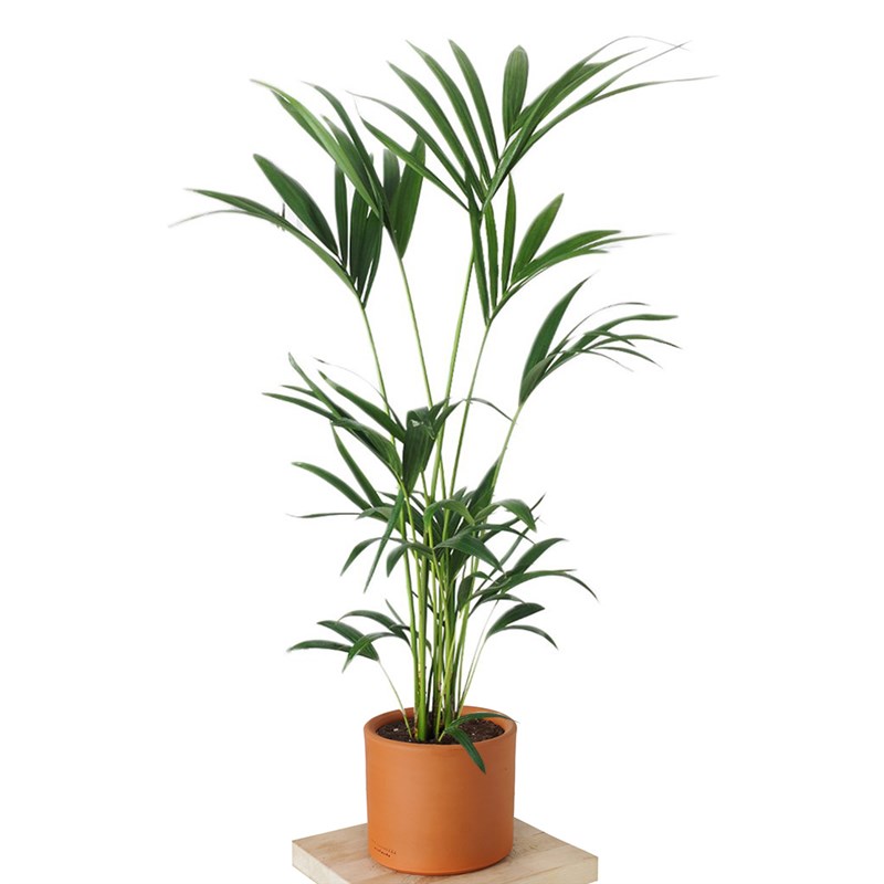 Howea Forsteriana (Kentia Palmiyesi) 130-150cm