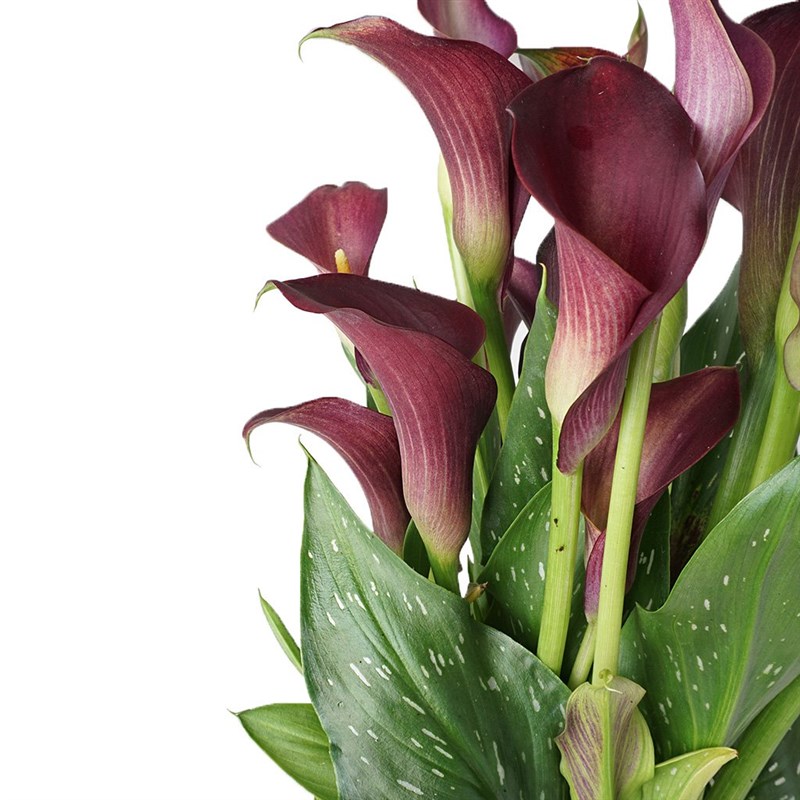 Calla Lily (Gala Bitkisi) Bordo/Pembe