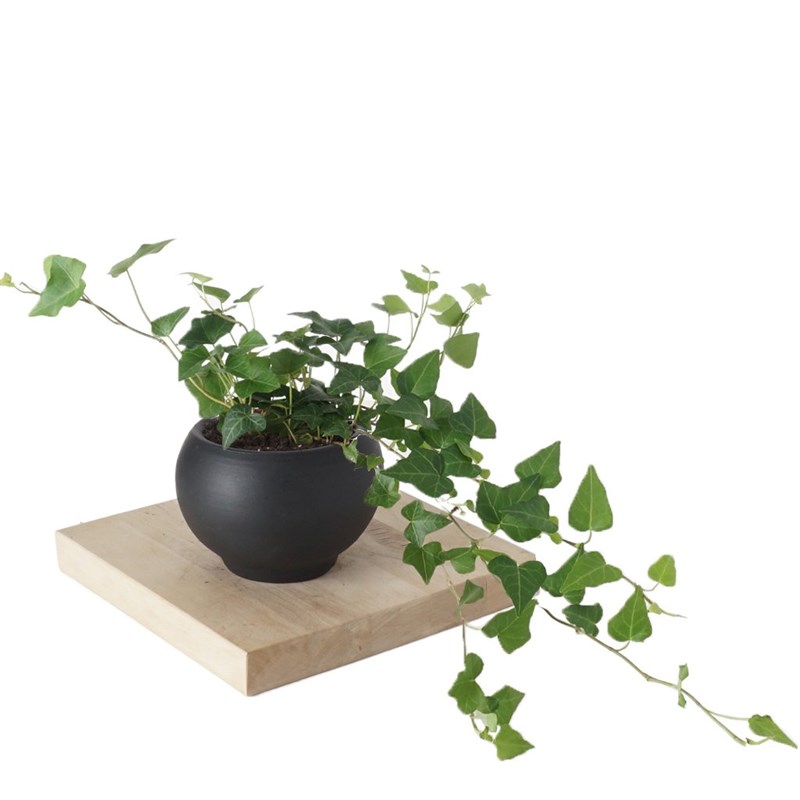 Hedera Helix (Alacalı Sarmaşık)