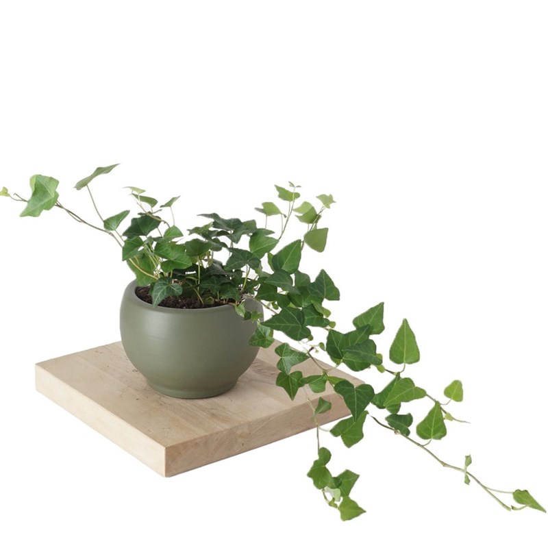 Hedera Helix (Alacalı Sarmaşık)