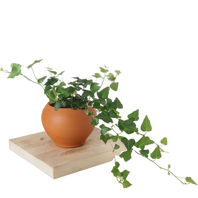 Hedera Helix (Alacalı Sarmaşık)