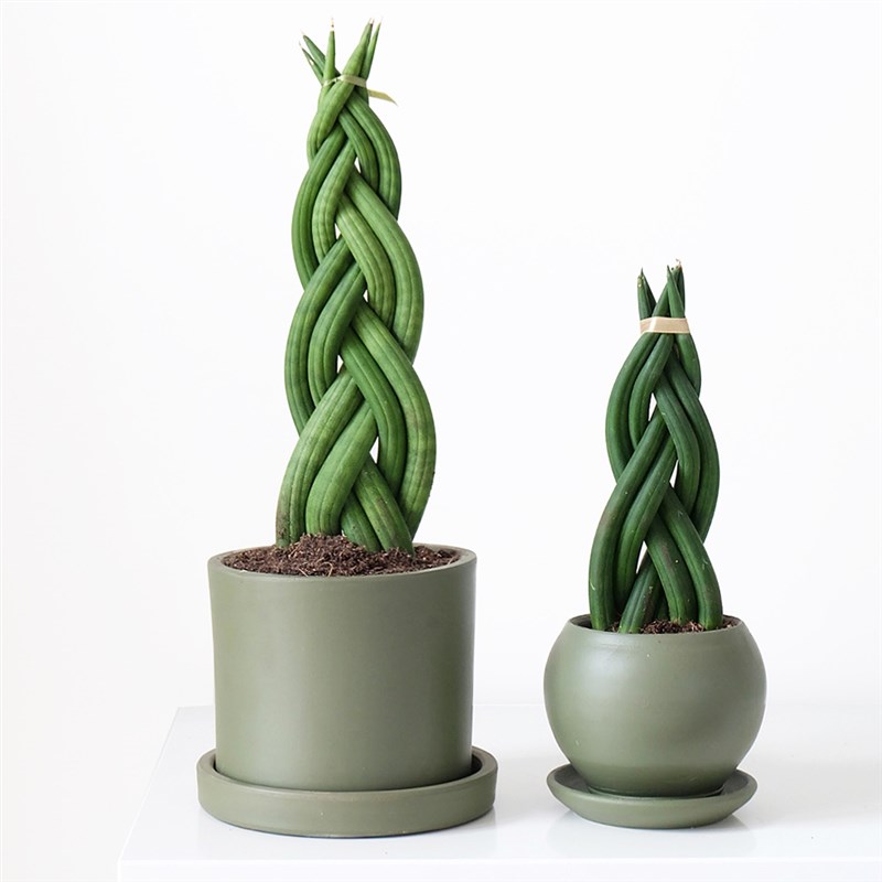 Paşa Kılıcı - Örgülü, Yeşil Saksıda (Sansevieria)