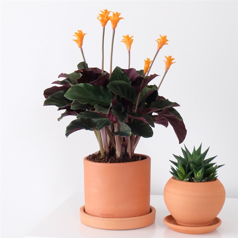 Calathea Crocata (Dua Çiçeği)