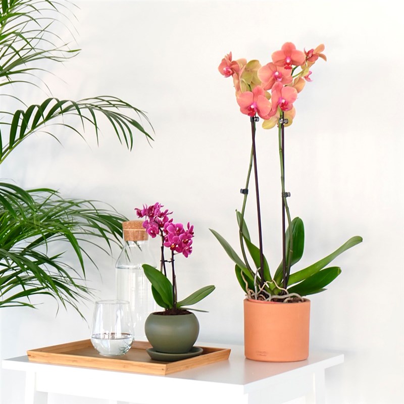 Phalaenopsis Coral Orchids (Ateş Orkide)