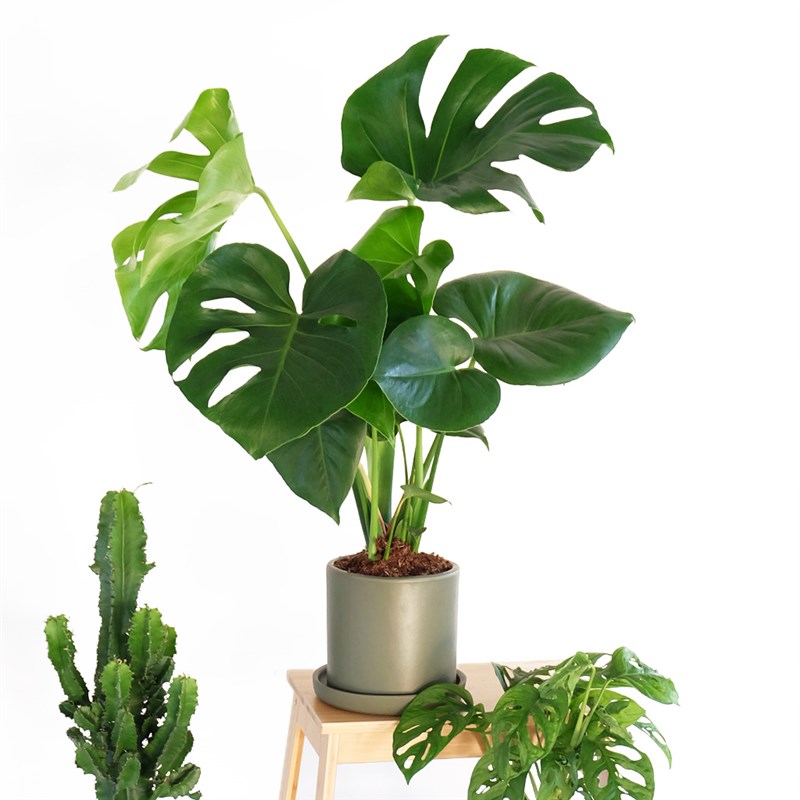 Deve Tabanı - Yeşil Saksıda Monstera