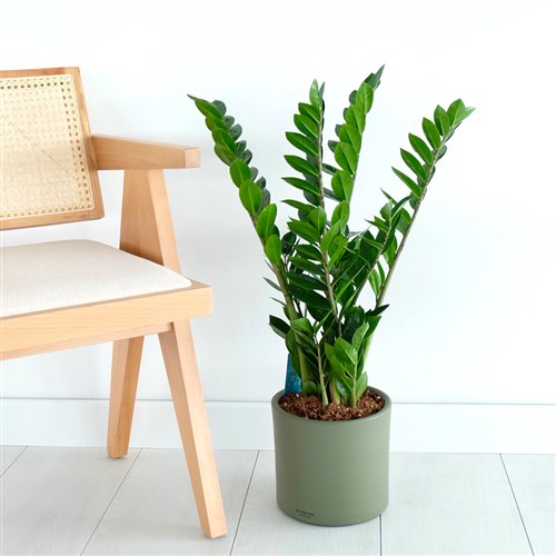 Zamioculcas Zz Plant Large (Zamia Bitkisi)