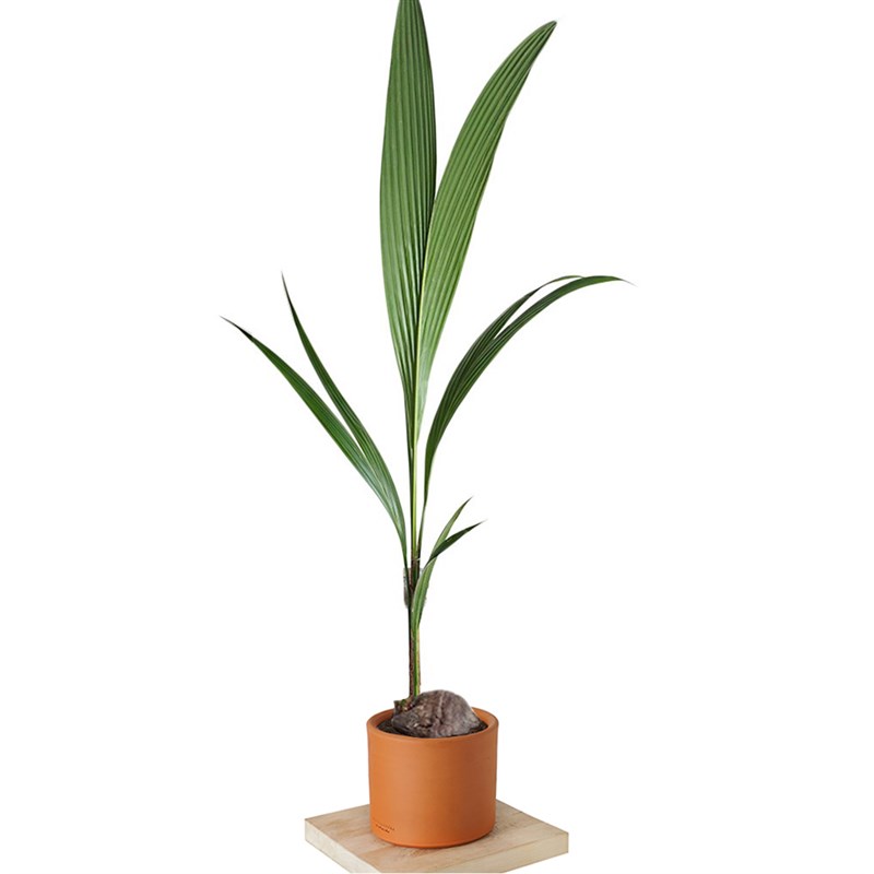 Cocos Nucifera (Hindistan Cevizi Palmiyesi)
