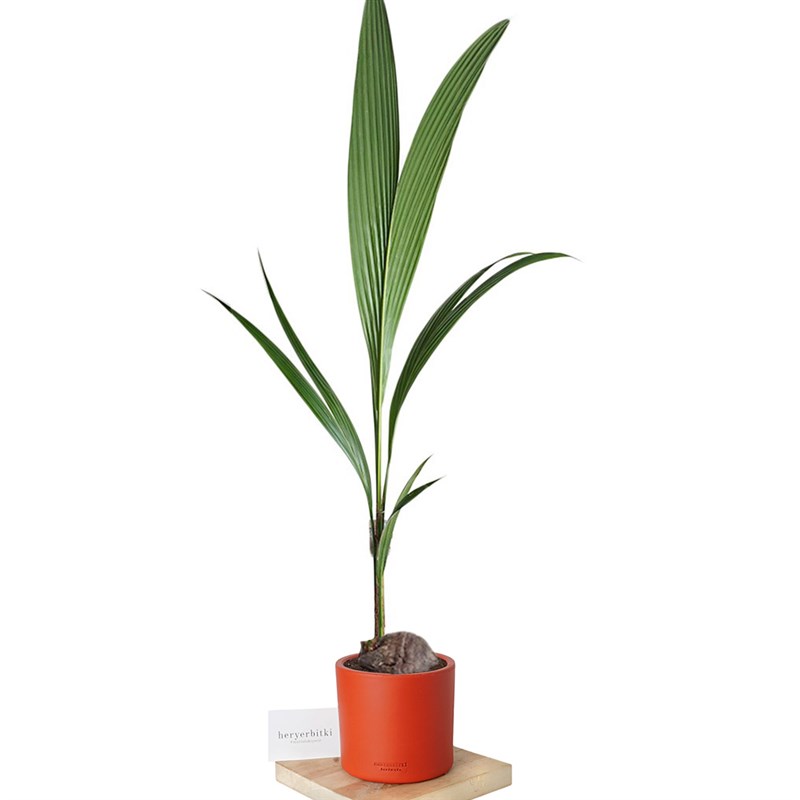 Cocos Nucifera (Hindistan Cevizi Palmiyesi)