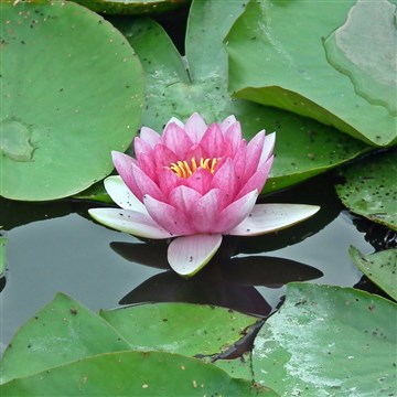 suda pembe lotus çiçeği