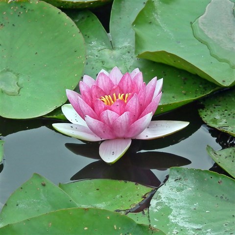su içerisinde lotus çiçeği
