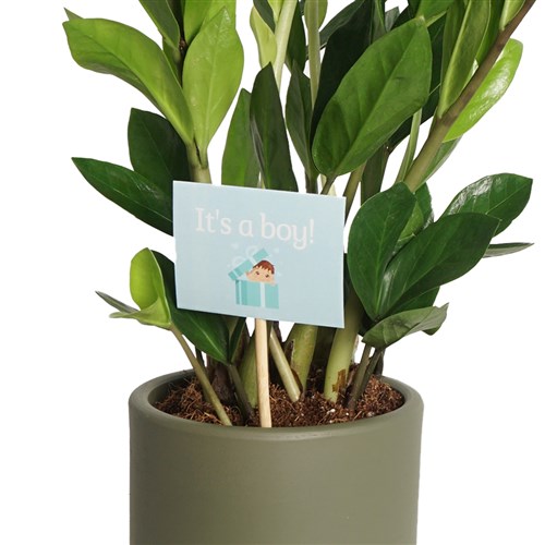 Baby Boy Greeting Card