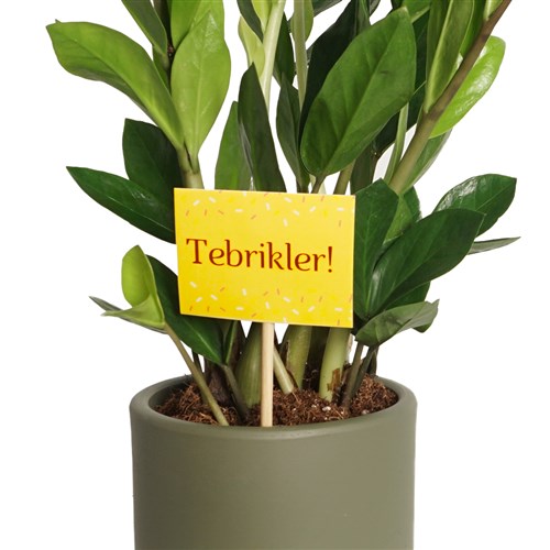Greeting Card