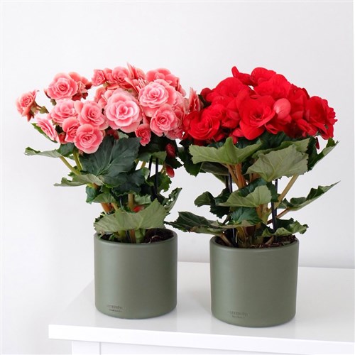 Begonia Toran (Katmerli Alacalı Pembe Begonya)