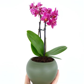 yeşil yuvarlak saksı içerisinde mor orkide