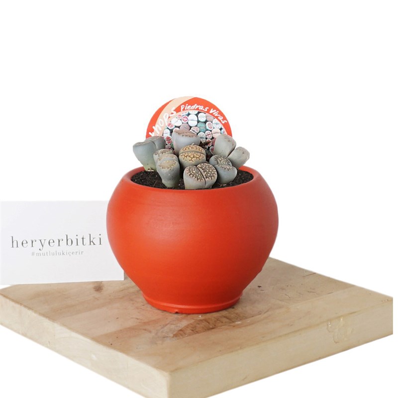 Lithops (Taş Kaktüs)