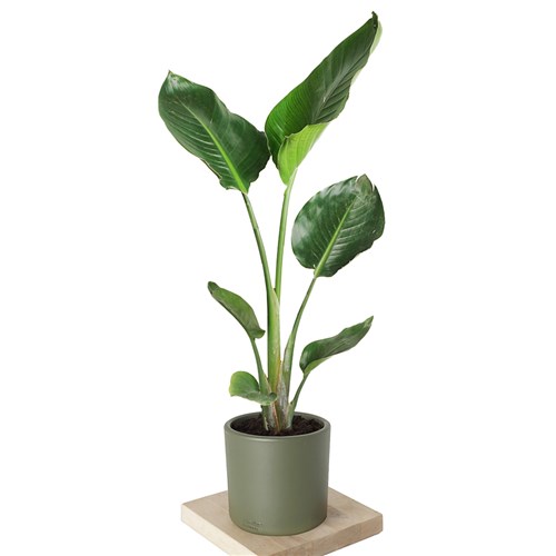 Strelitzia - Starliçe Cennet Kuşu Bitkisi - 65-70cm