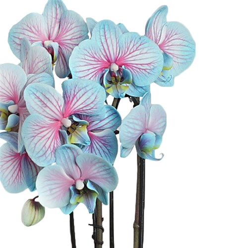 Round Blue Orchid (Alacalı Mavi Çember Orkide)