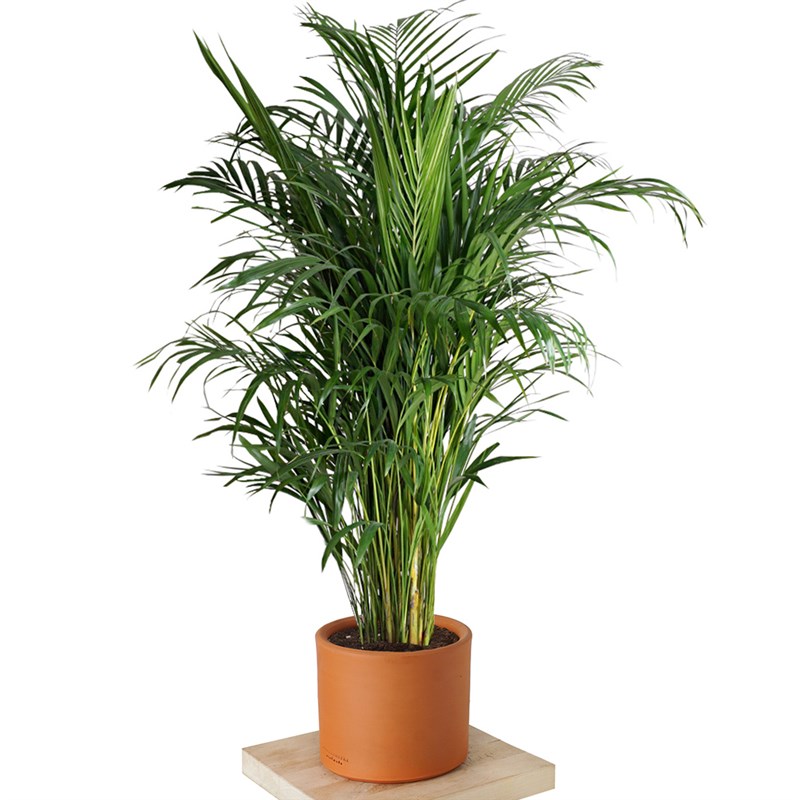 Dypsis lutescens Large (Areka Palmiyesi)