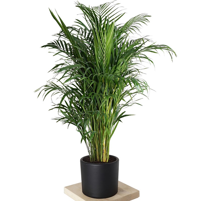 Dypsis lutescens Large (Areka Palmiyesi)