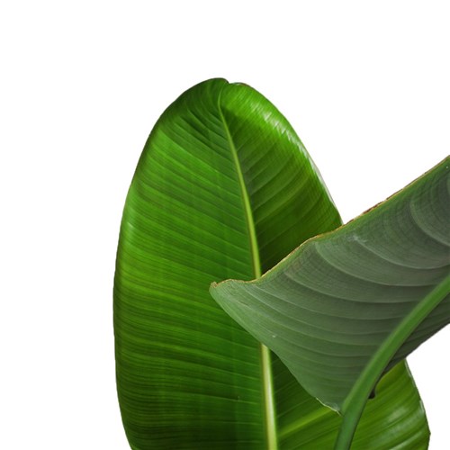 Strelitzia (Starliçe Cennet Kuşu Çiçeği) 130-150cm