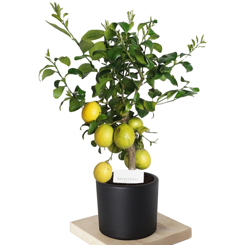 Citrus Lemon Large (Limon Ağacı)