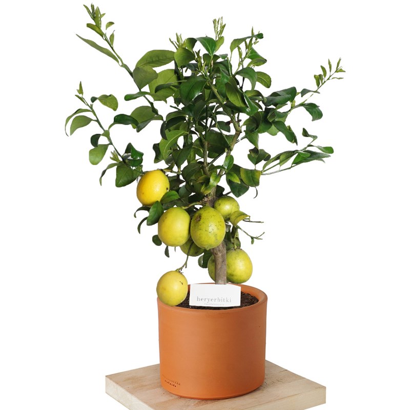Citrus Lemon Large (Limon Ağacı)