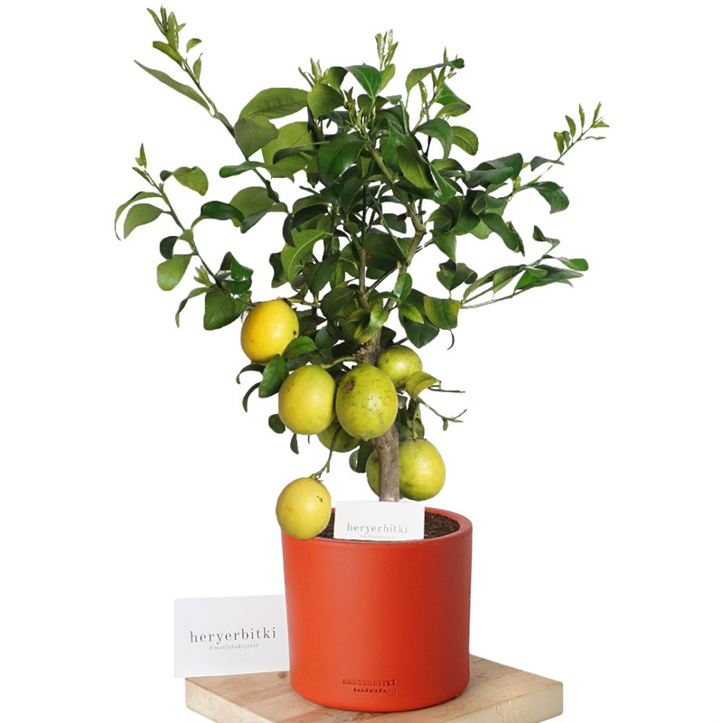 Citrus Lemon Large (Limon Ağacı)