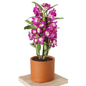 çömlek saksıda kokulu orkide
