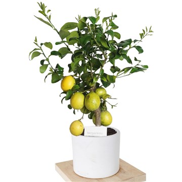 beyaz saksıda limon ağacı
