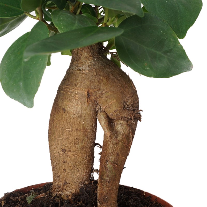 Bonsai Ficus Ginseng (Bonsai Şans & Bereket Ağacı)