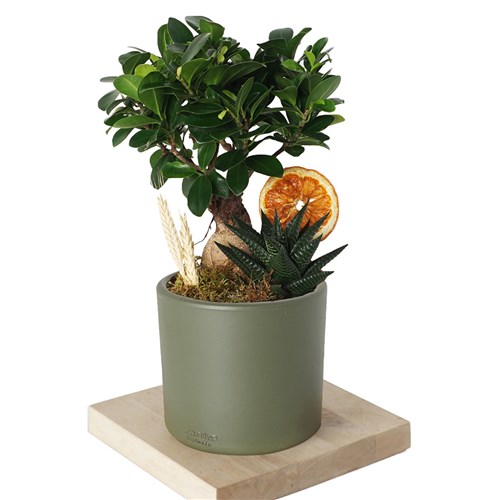 Bonsai & Haworthia Aranjmanı - Yeşil Saksılı