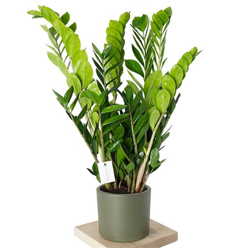Zamioculcas XLarge (Zamia Plant 70-80cm)