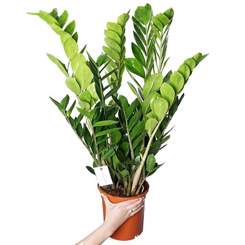 Zamioculcas XLarge (Zamia Plant 70-80cm)