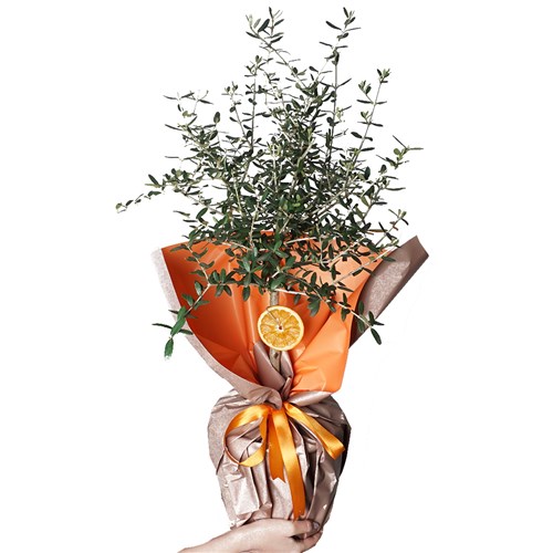 Zeytin Ağacı - Büyük Boy (Olive Tree Gift)